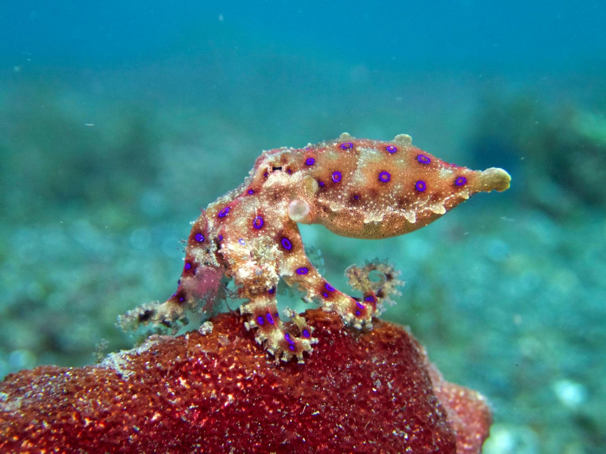 Cocotinos Lembeh A Boutique Dive Lodge Bitung Εξωτερικό φωτογραφία