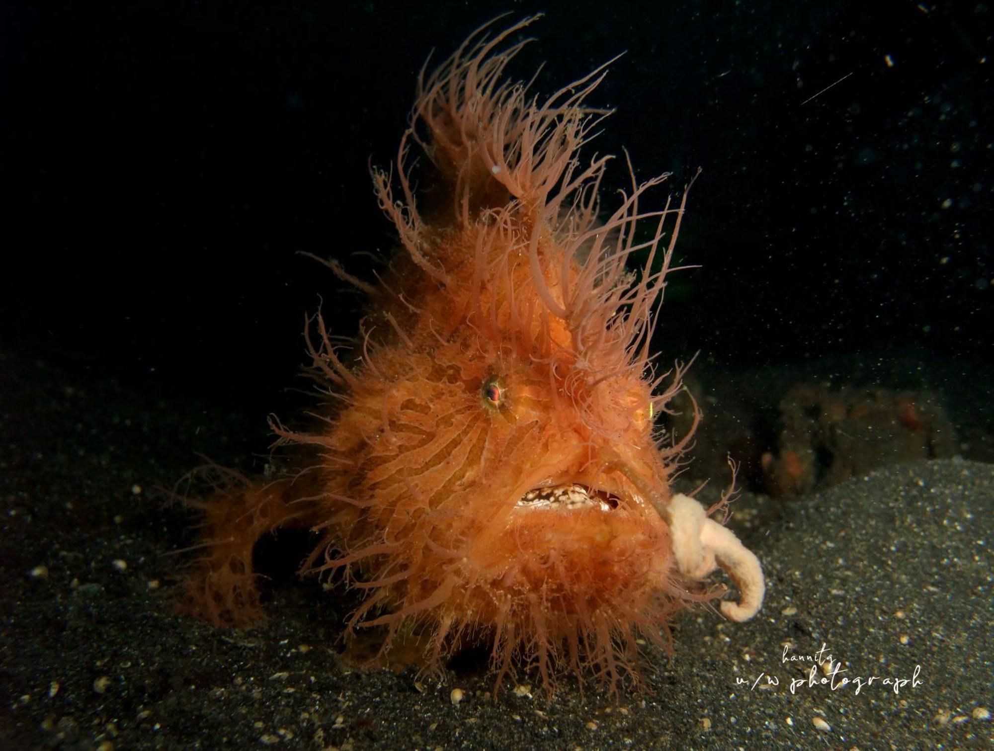 Cocotinos Lembeh A Boutique Dive Lodge Bitung Εξωτερικό φωτογραφία