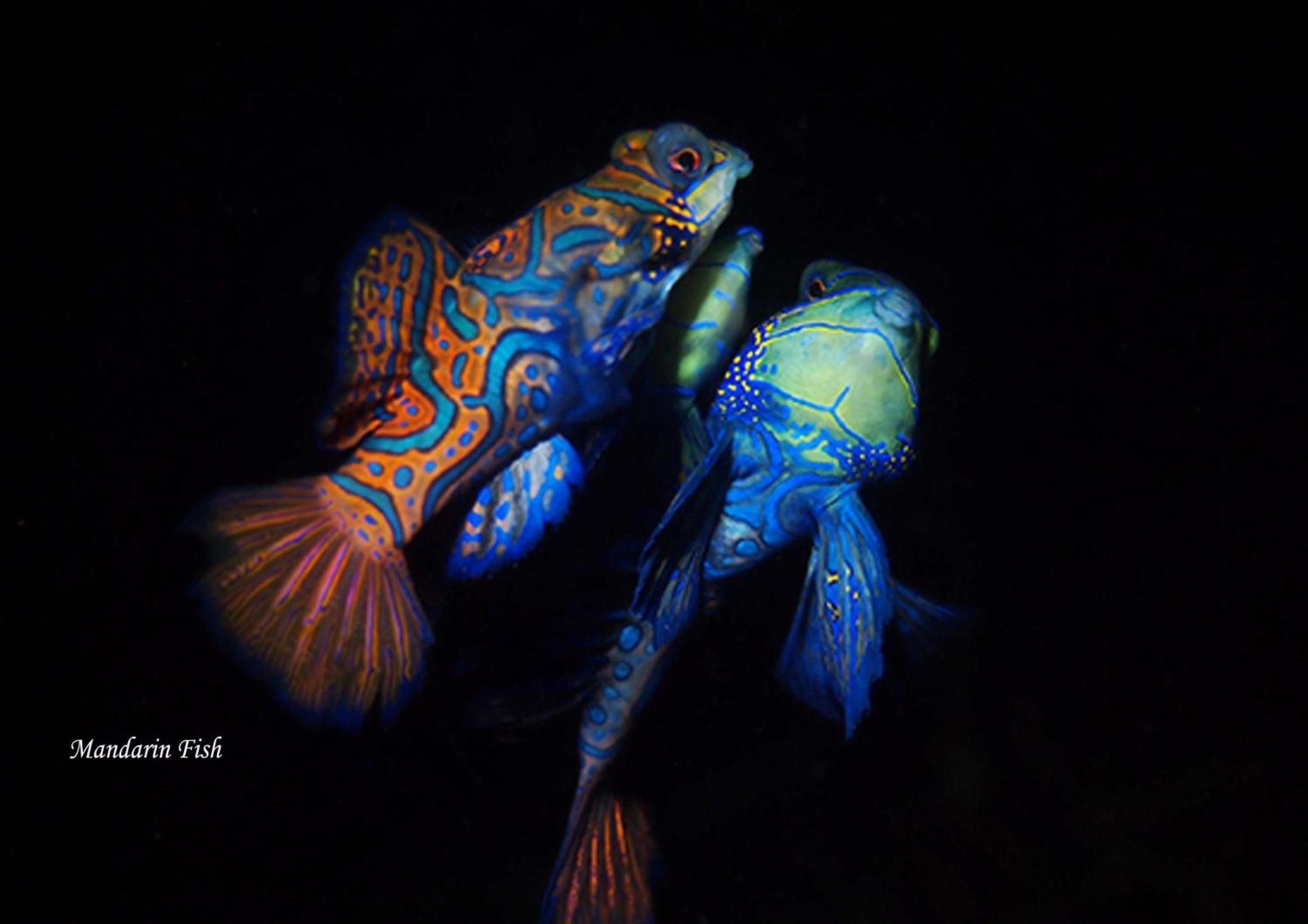 Cocotinos Lembeh A Boutique Dive Lodge Bitung Εξωτερικό φωτογραφία