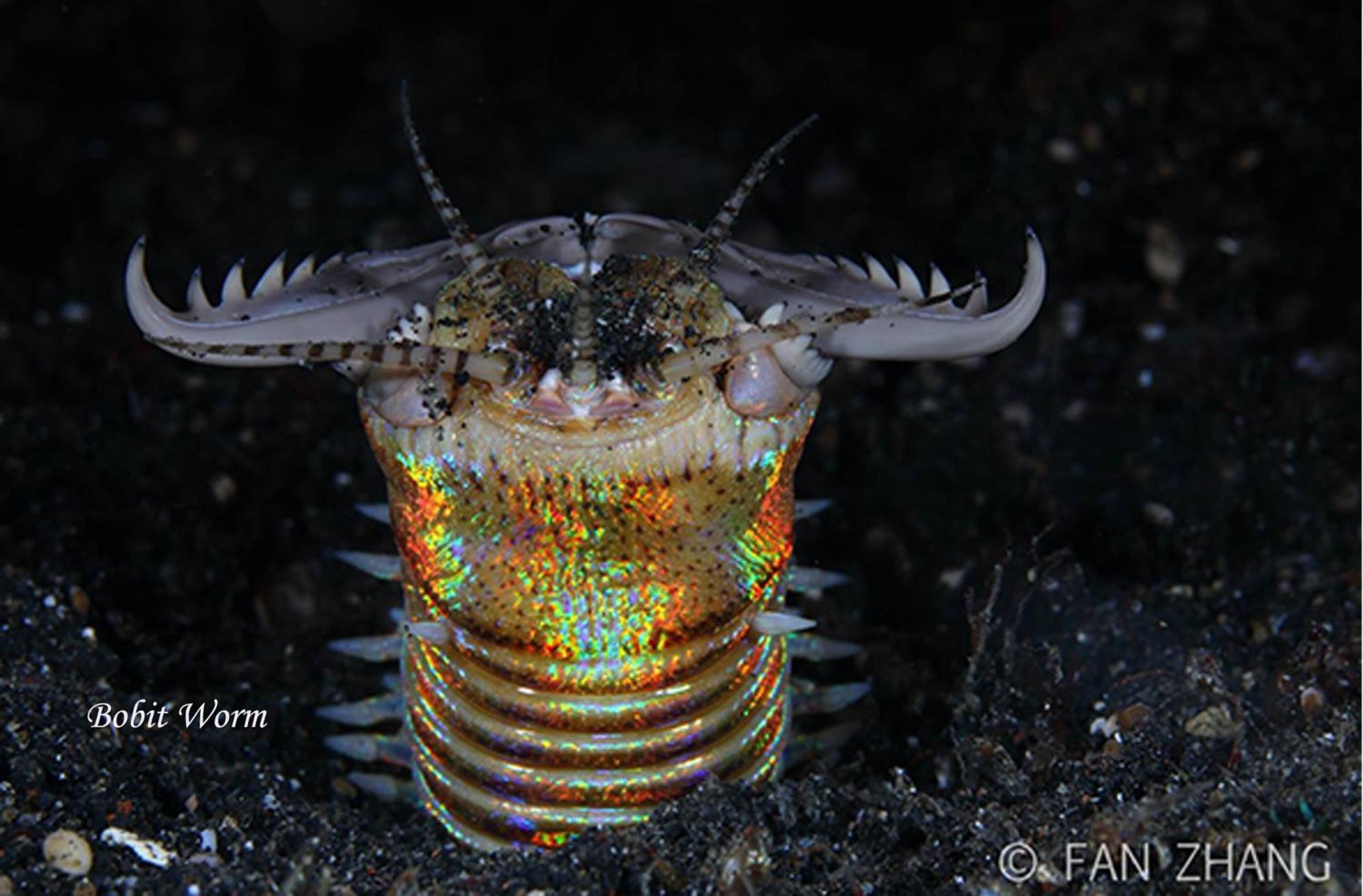 Cocotinos Lembeh A Boutique Dive Lodge Bitung Εξωτερικό φωτογραφία